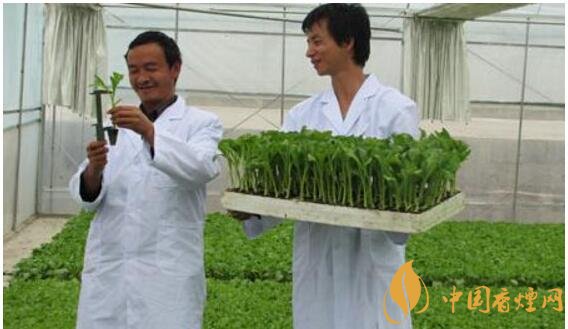 煙草專業(yè)大學(xué)排名，煙草專業(yè)就業(yè)前景好