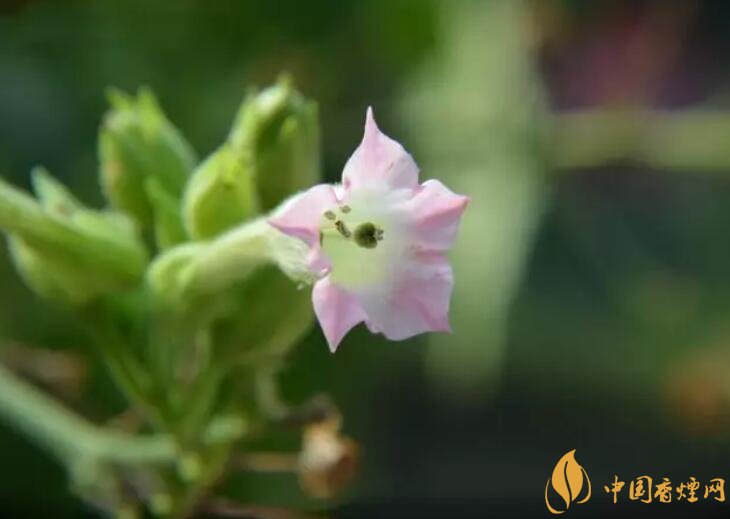煙草花花語是什么，煙草花什么時候開花