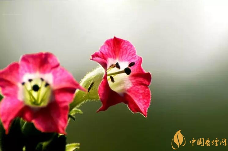 煙草花花語是什么，煙草花什么時候開花